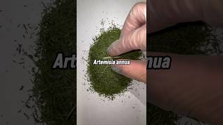 Darum verwenden wir für unsere Artemisia annua Produkten nur die Blätter der Pflanze!🌱 #artemisia