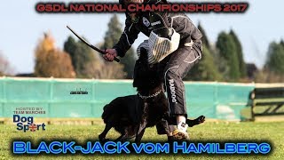 GSDL National Championship Ross Heron Black Jack vom Hamilberg C Protection 2017