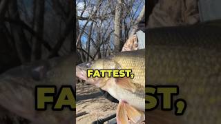 The most OUTRAGEOUS walleye you’ve EVER SEEN!!! #Walleye #walleyefishing #fishing #shorts