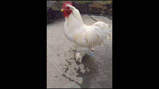 Fancy Chicken Male||#foryou #viralvideo #foryouvideo #viral #youtubeshorts #trending #reels