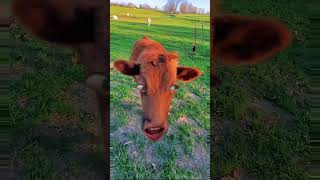 cow #funnyvideo #funny #crazycow #ytviral #cow #comedy #crazybull #animals #funnycow