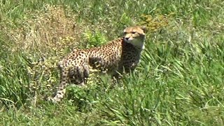 Cheetah figuring things out