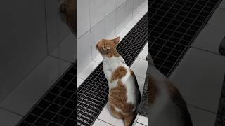 Cat drinking water #cat #cats #catshorts #viral #shortsviral #youtubeshorts