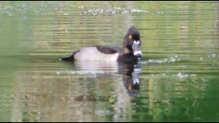 Senior Bird Walk, Magnuson Park, Oct 13, 2023