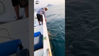 See this guy caught a shark in the ocean today😱🎣#fishvideo #fishing #foryou #fish #ocean #shark #sea