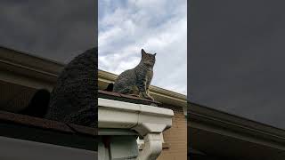 Someone is always watching #cat #roof #friends #watch