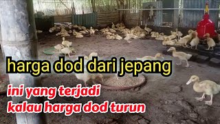 waspadalah saat harga dod dari jepang turun || bebek pedaging