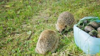 Hedgehogs quarreling