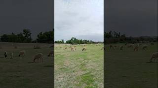 Sheeps in the Thar Desert #ytshorts #sheep #viralshorts #desertanimal #tharwildlife