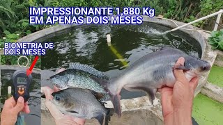 IMPRESSIONANTE ! 1,880 kg EM APENAS DOIS MESES, BIOMETRIA DOS PEIXES DO SISTEMA