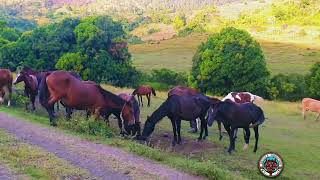 HORSES 🐎-NANANU VATUKALOKO HIGHLANDS FIJI.