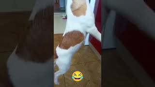 Питбуль нервно курит в сторонке #собака #прикол #doglife