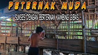 Sukses ternak Kambing di usia muda