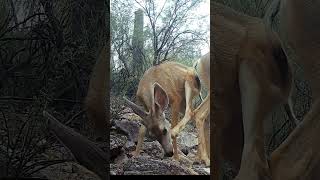 Itchy mule deer with one antler. #wildlife #trailcam #muledeer