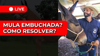 Mula embuchadada, descubra 3 estratégias pra resolver!