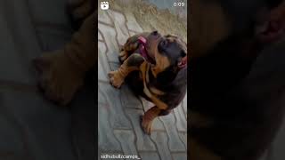 Mr ford micro bully #ghawarvlogz #americanbully #doglover #viral #shorts