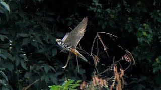 Lodolaio in caccia - Hobby falcon hovering over the hunting ground (Falco subbuteo)