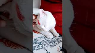 #cat #catkittenanimal #funny #billi #catvideos #catshorts #catsleeping #catsound #catvoice #buggu