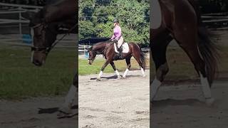 End of ride stretches 💗 #horse #equitation #equestrian #dressage #dressagehorse #dressagerider #wec