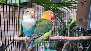 3 love birds in one cage, blue love bird,blue parrot. #3birdsinacage #3lovebirdsinonecage