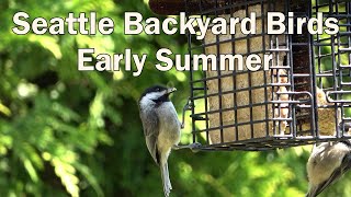 Seattle Backyard Birds - Early Summer