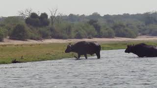 Wading Water Buffalo, Chobe NP Botswana