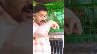 पक्षी के पिंजड़ा में घुसा भारत का सबसे घातक साँप 🐍😱| #youtubeshorts #snake