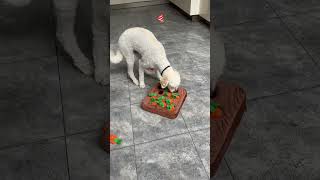 Puppy’s Surprise Snack Hunt!🐕🐶🥕😎