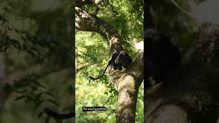 Rare Black Panther In Kabini / Black Panther In Jungle #BlackPanther #shorts