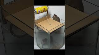 DIY mouse trap mechanism #shorts #diy #mousetrap #mechanism #tryit #amazing #trap #mechanismsdesign