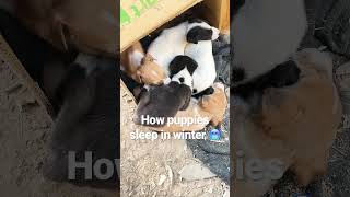 How little puppies sleep in winter #viral #shorts #shortvideo