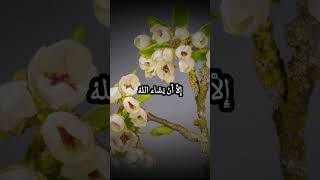 وَٱذۡكُر رَّبَّكَ إِذَا نَسِيتَ | عبد الباسط عبد الصمد | سورة الكهف