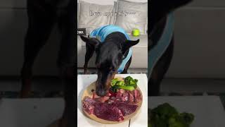 #dog “Enjoy”  “Bon appetit”  “Buon appetito” #dobermanpinscher #dogsoftiktok #do