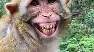 Funny Monkey Laughing #funnyclip #funnyvideo #shorts #youtubeshorts #trending #funnyvideo