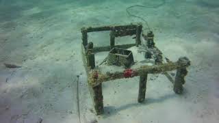 Derelict lobster trap removal from Ball Buoy Reef.