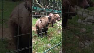 Заповідник Синевір