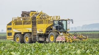 Řepná kampaň 2015 - Ropa Tiger 5 R Concept Sugar Beet Harvest Zuckerrüben roden