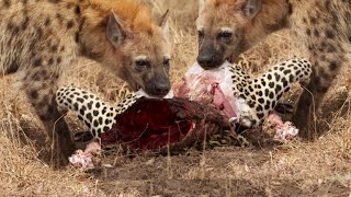 Hyenas killing leopard for revenge