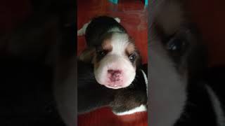 Beagle Puppies | First opening of Eyes | YhanRech Vlog