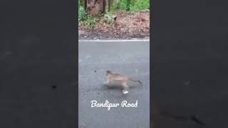 Bandipur Road |Monkeys on road | Drive carefully | #travel #nature