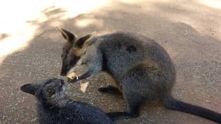 Wallaby Featherdale Park, Australie