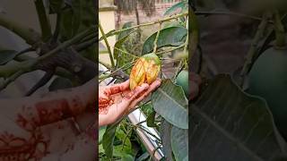 এভাবে আম মাখা কি খেয়ে দেখেছেন। 😛😜 #shorts #mango #viral