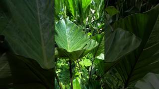 Colocasia esculenta ‘tea cup’