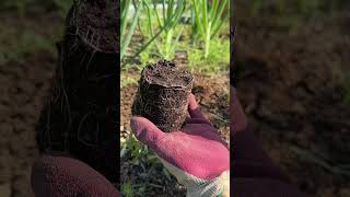 Transplanting tomato plants