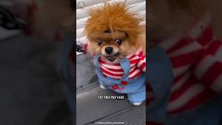 Pomeranian Dog Small Fluffy Breeds in World