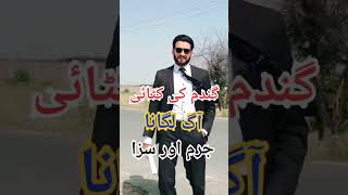 فصل کو آگ لگانا جرم ⚖️ #pakistan #viralvideo #shortsvideo #reels #lawyers