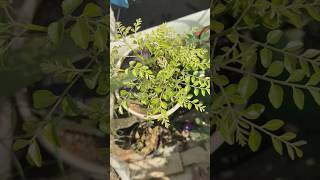 💯🔥How to 🤯Grow😱🤯 Curry Leaves: Easy Tips for Growing at Home.#curryleaves #organicgardening #shorts