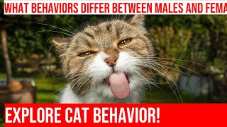 The Behavioral Differences Between Male & Female Cats