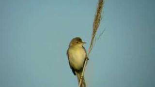 Marsh warbler, IJmuiden