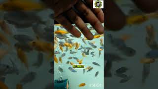 🤬🥵10rs small cichlid available 💥🥰#shorts #trending #fish 20rs pair available 😱🤬 #1million